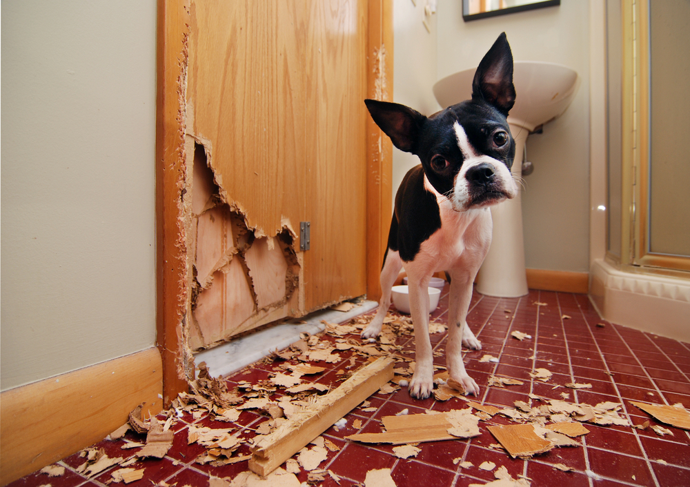 Saúde Mental Canina: O Desafio de Ficar Sozinho em um Mundo Hiperconectado